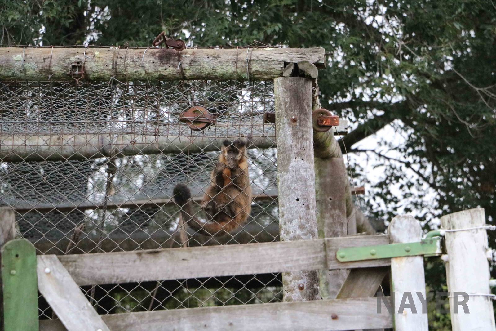 Capuchin - Tatu Carreta, April 2016.