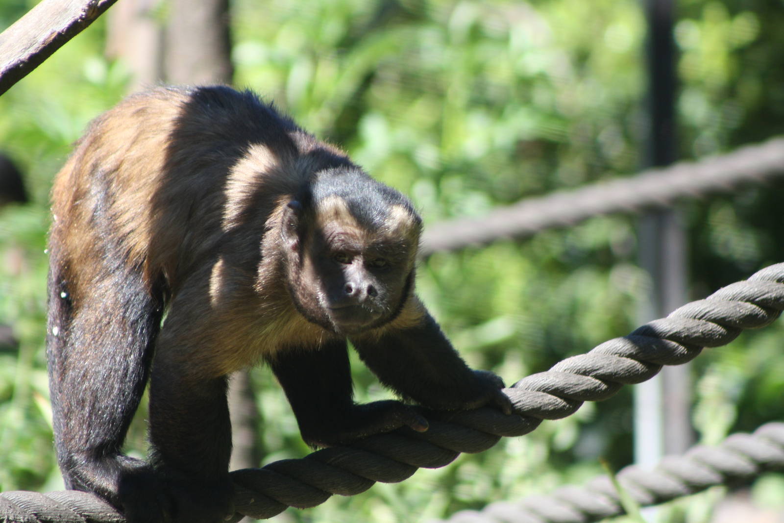 Capuchin