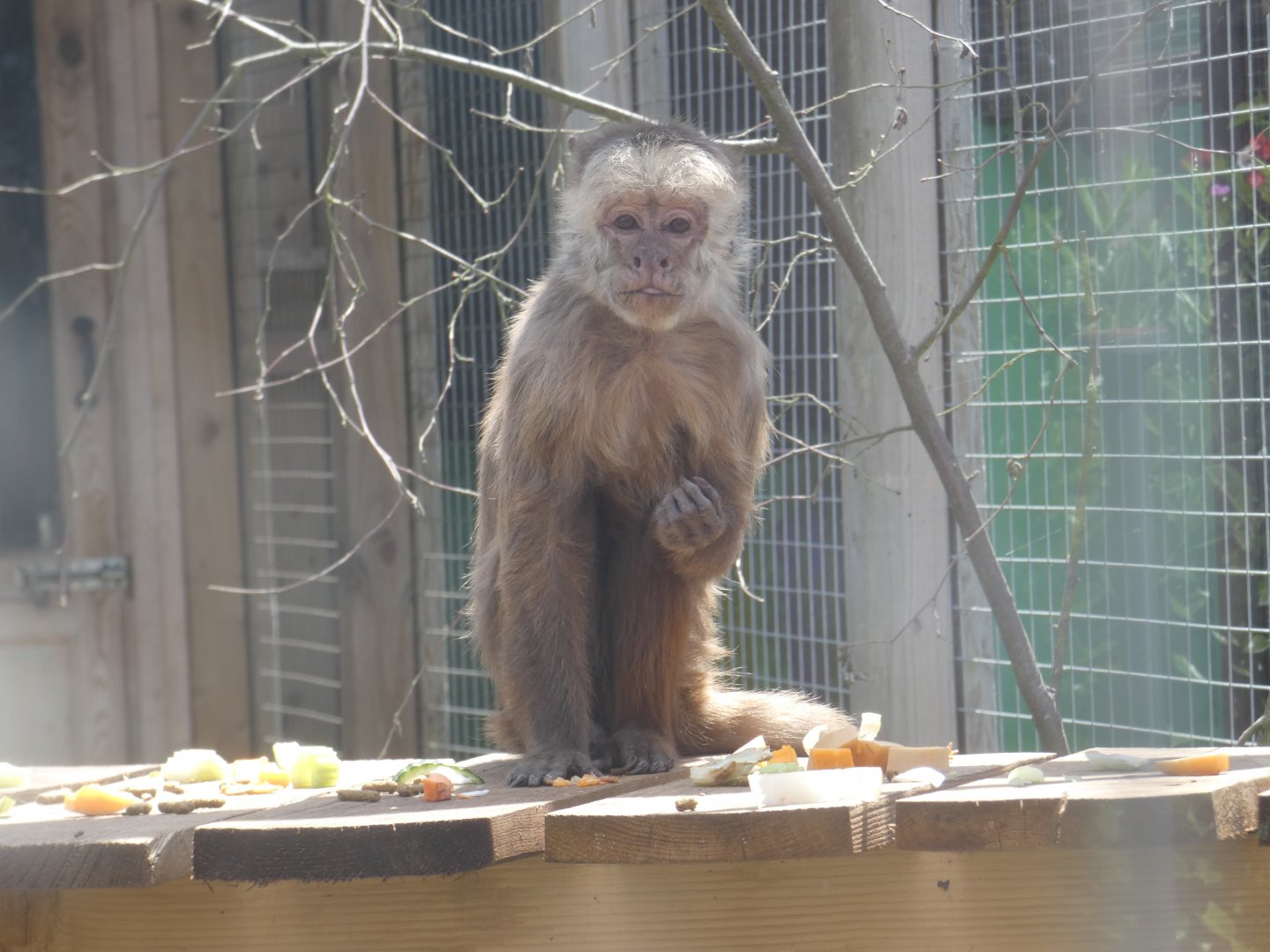 Capuchin
