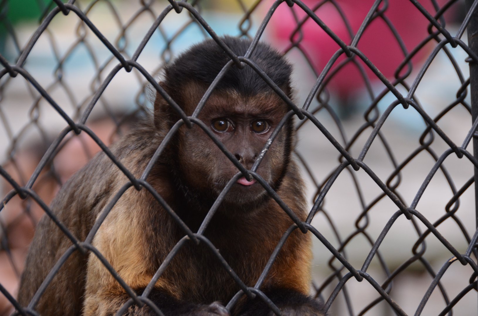 Capuchin