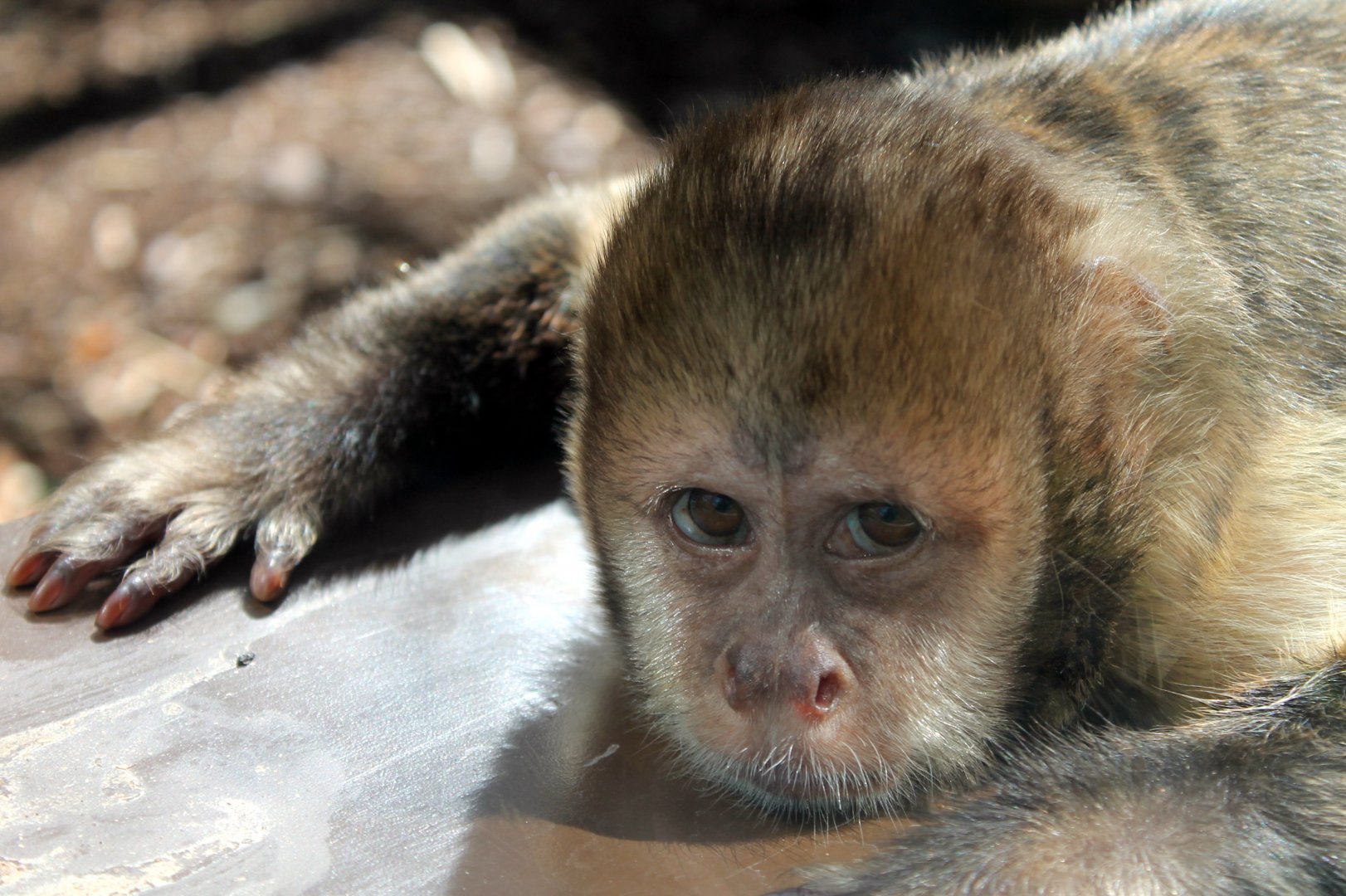 Capuchin