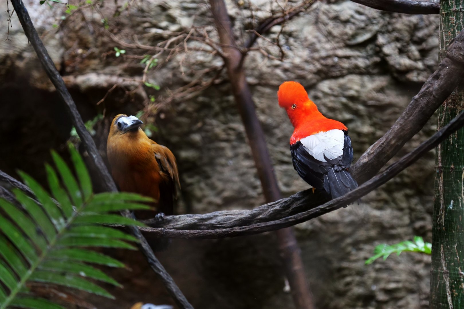 Capuchinbird and Andean cock-of-the-rock