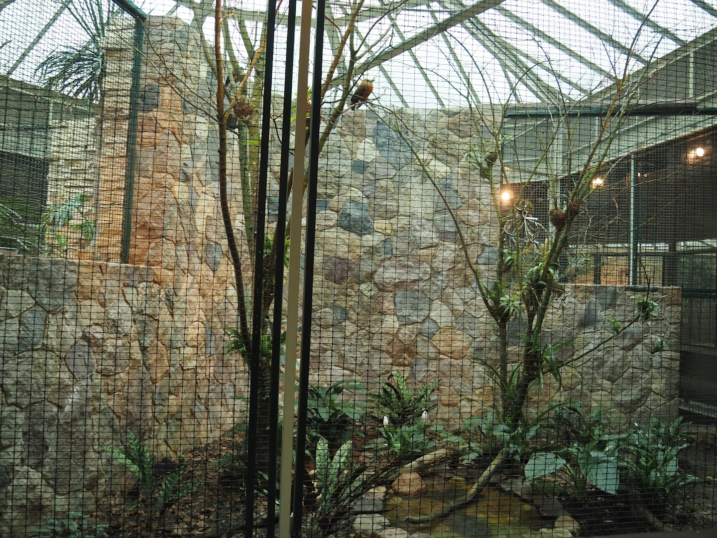 Capuchinbird aviary, 2024-05-22