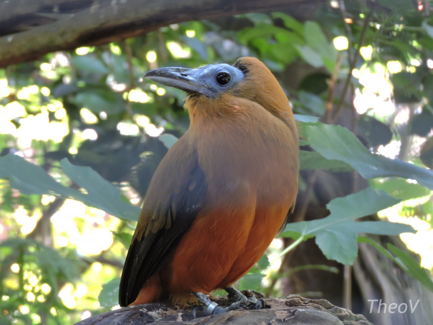 Capuchinbird - Parker Aviary [2015]