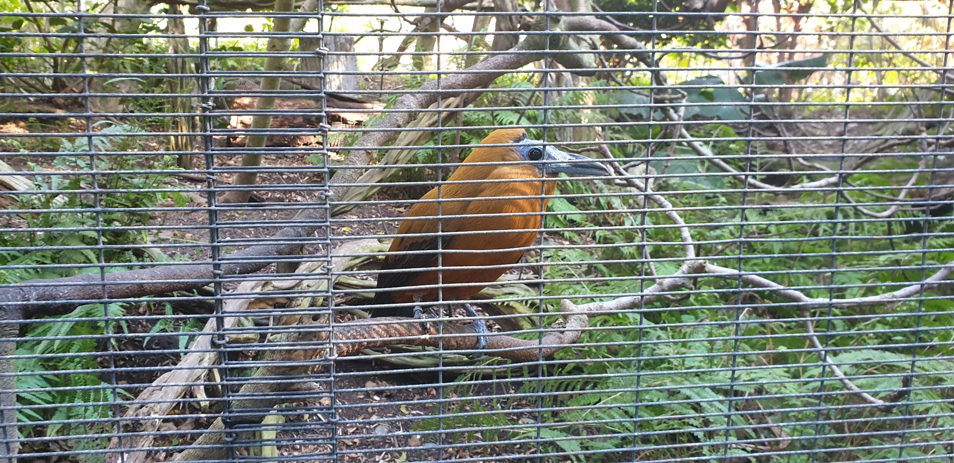 Capuchinbird, Parker Aviary, Lost Forest