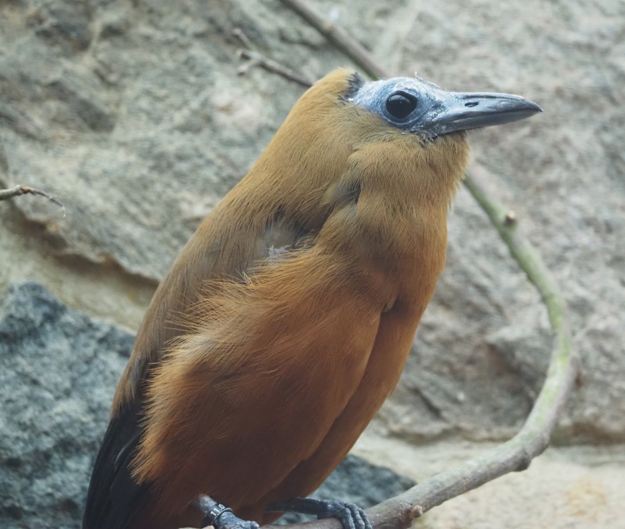Capuchinbird (Perissocephalus tricolor), 2024-05-22