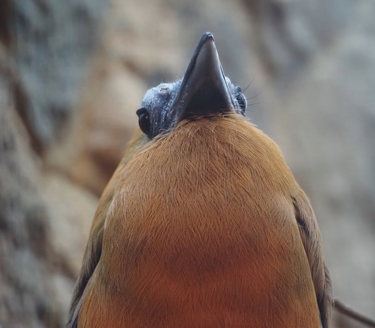 Capuchinbird (Perissocephalus tricolor), 2024-05-22