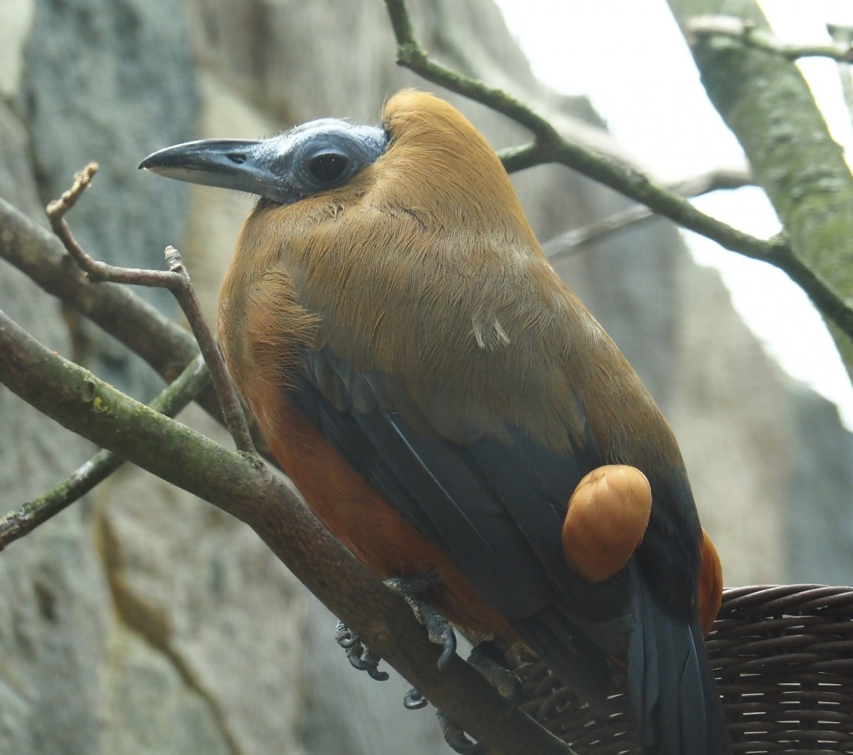 Capuchinbird (Perissocephalus tricolor), 2024-05-23