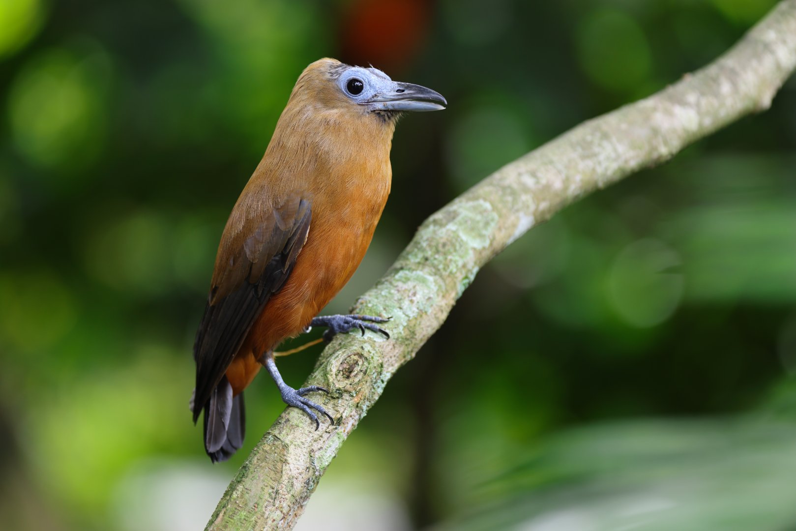 Capuchinbird (Perissocephalus tricolor) - Amazonian Jewels