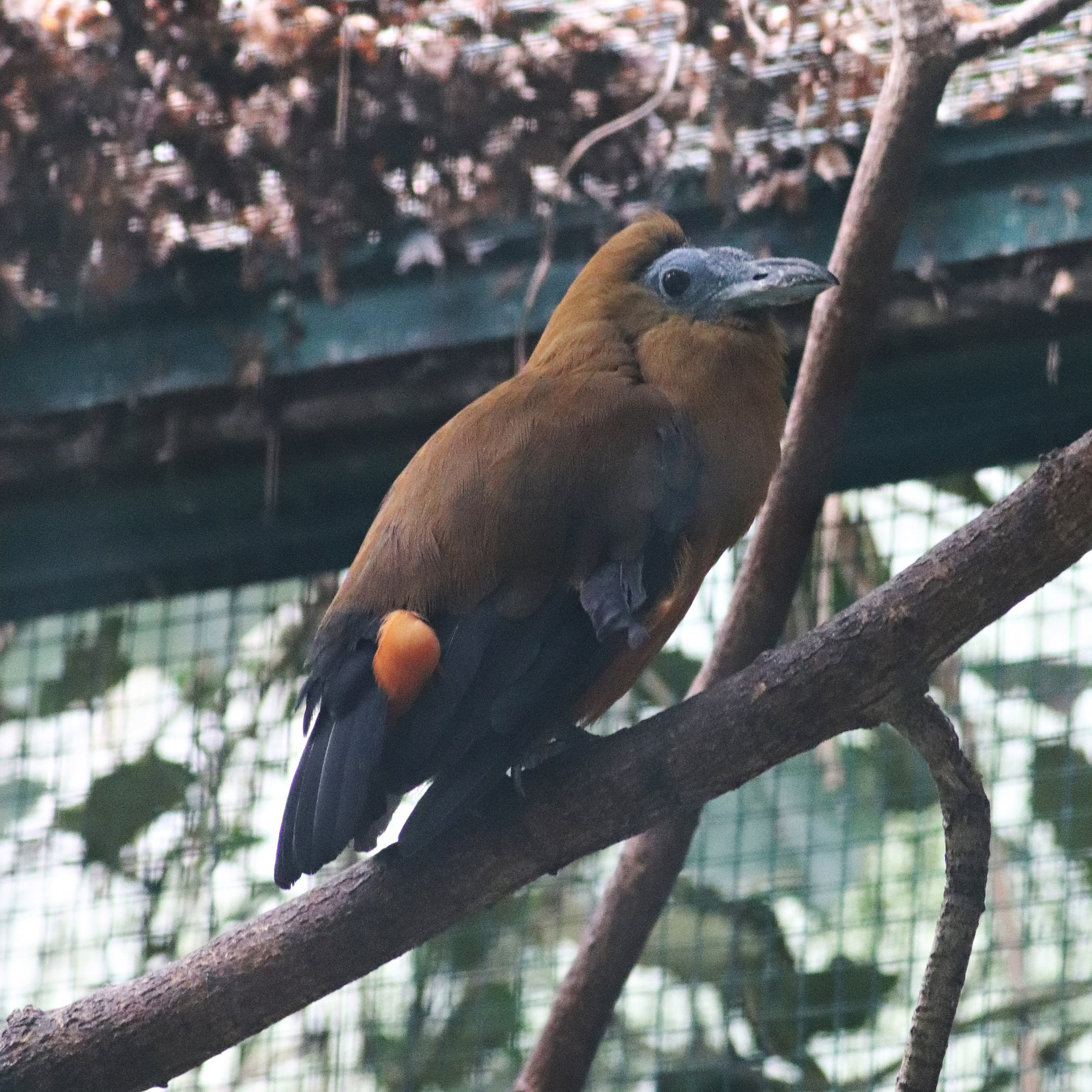 Capuchinbird (Perissocephalus tricolor) in the Jungle trail