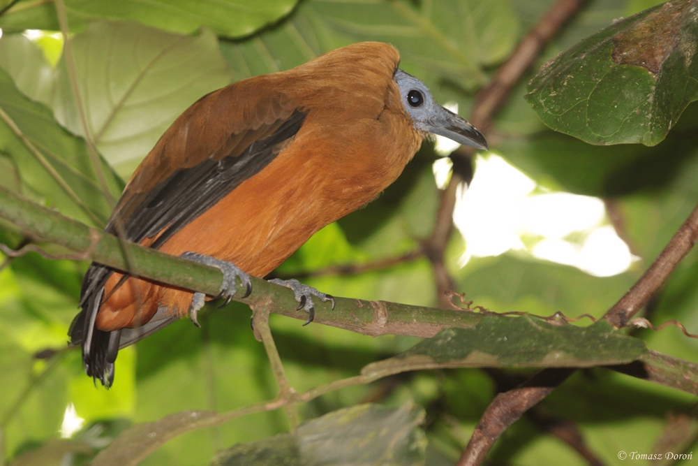 Capuchinbird (Perissocephalus tricolor)
