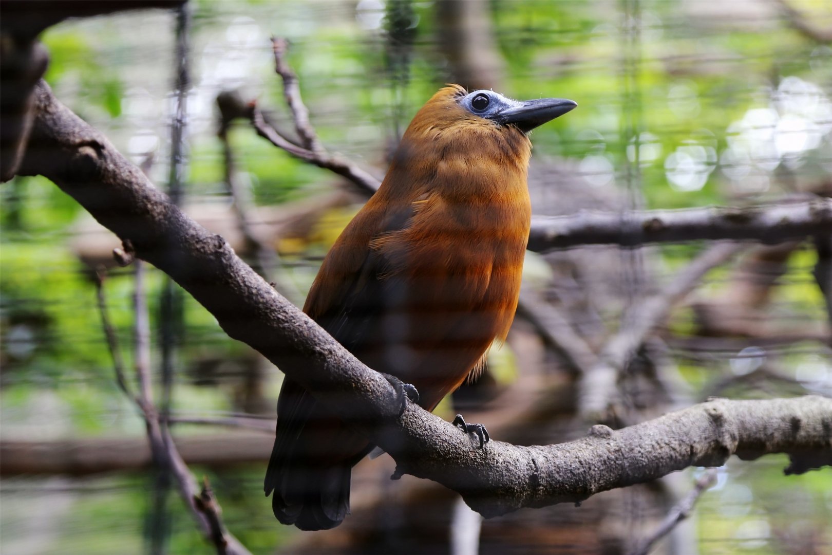 Capuchinbird (Perissocephalus tricolor)