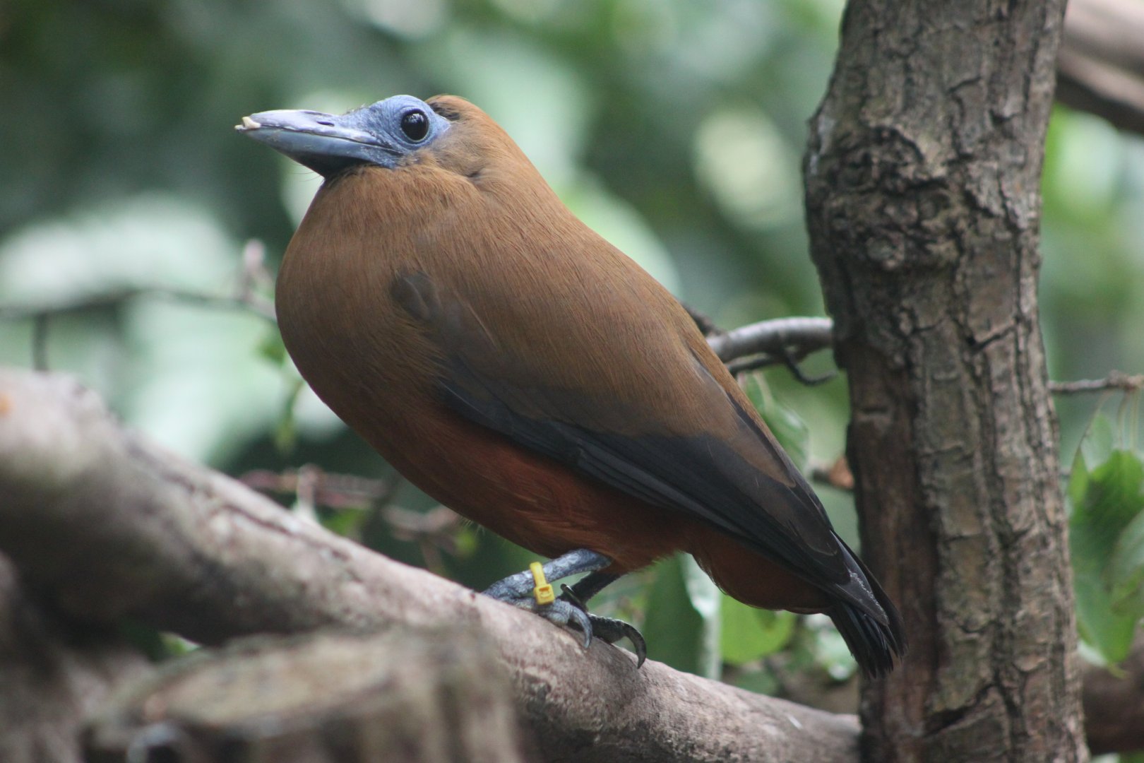 Capuchinbird (Perissocephalus tricolor)