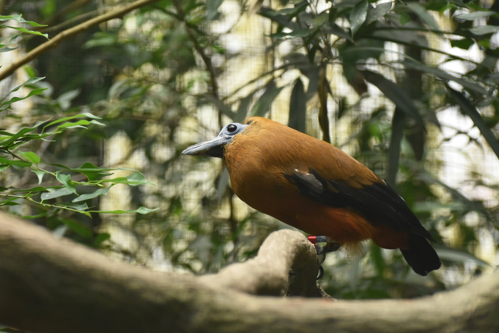 Capuchinbird Perissocephalus tricolor