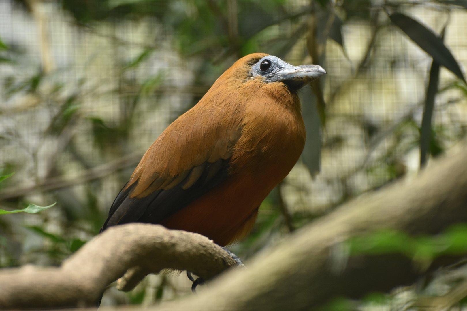 Capuchinbird Perissocephalus tricolor