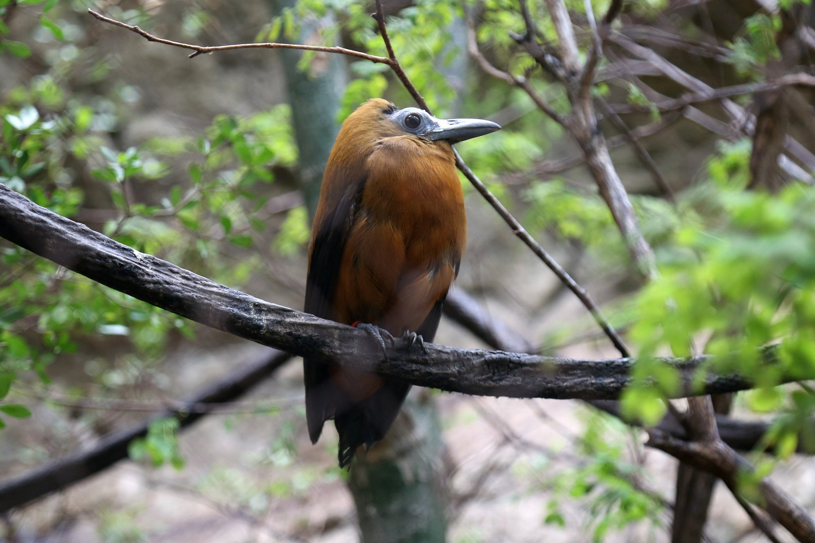 Capuchinbird (Perissocephalus tricolor)