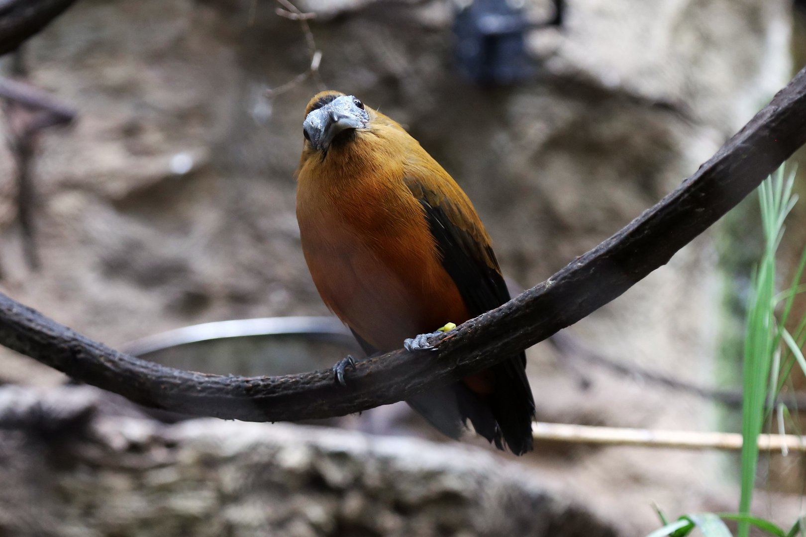 Capuchinbird (Perissocephalus tricolor)