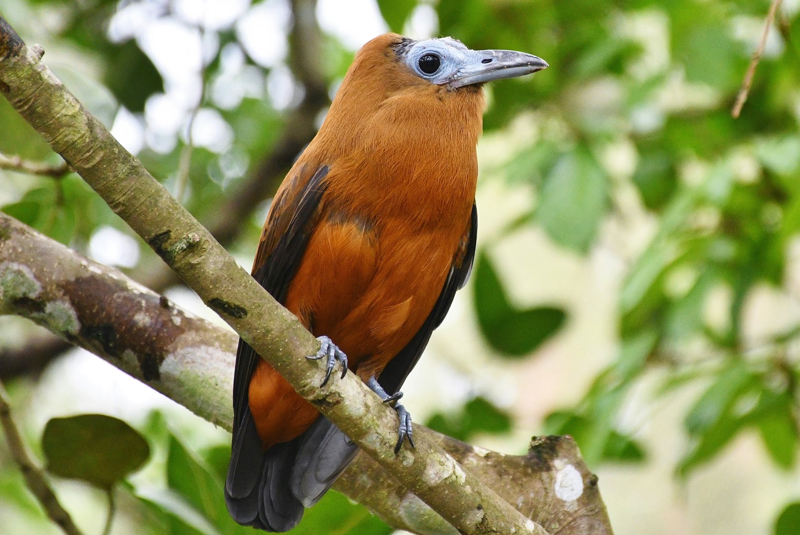 Capuchinbird (Perissocephalus tricolor)