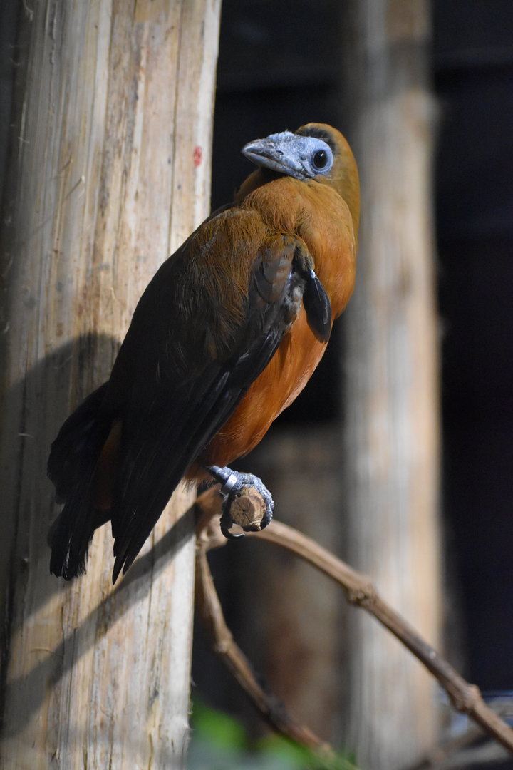 Capuchinbird - Perissocephalus tricolor