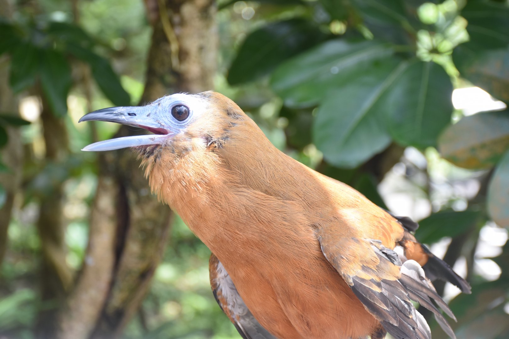 Capuchinbird (Perissocephalus tricolor)