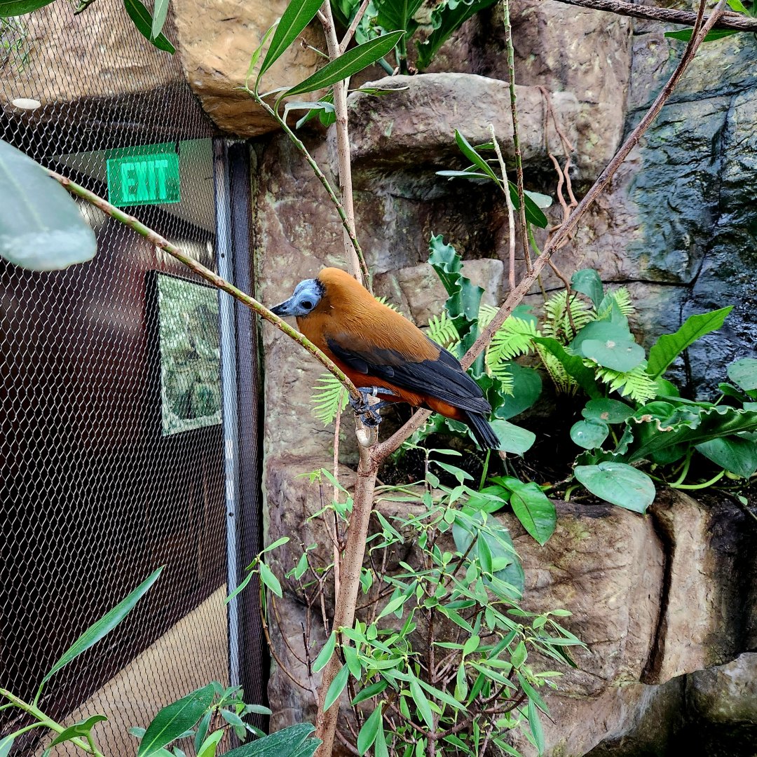 Capuchinbird (Perissocephalus tricolor)