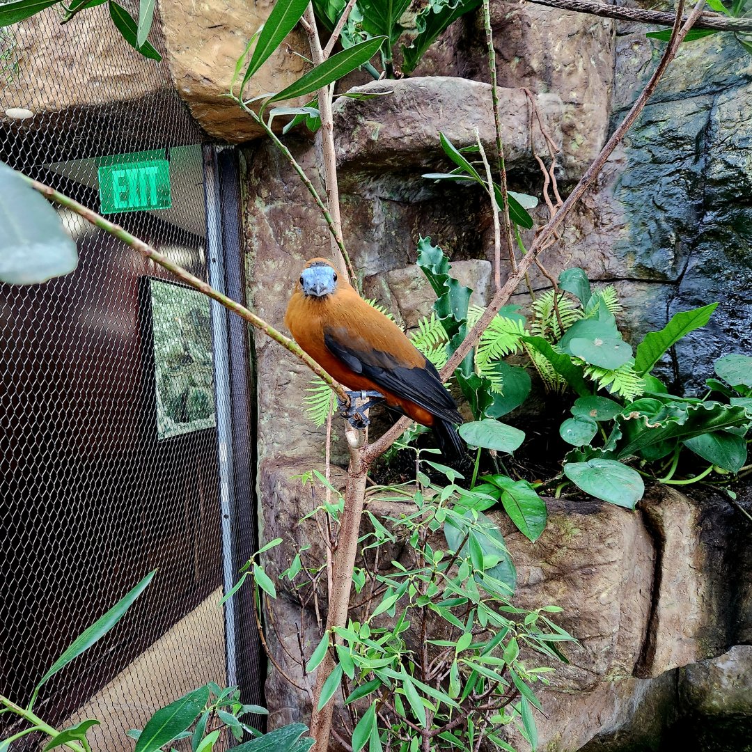 Capuchinbird (Perissocephalus tricolor)