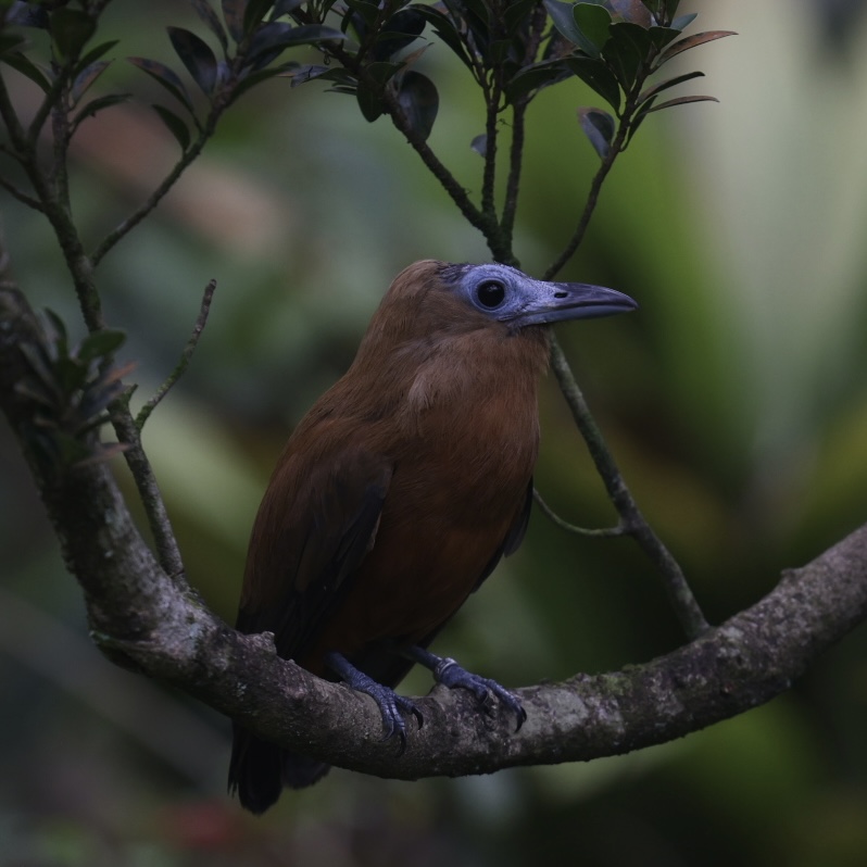 Capuchinbird (Perissocephalus tricolor)