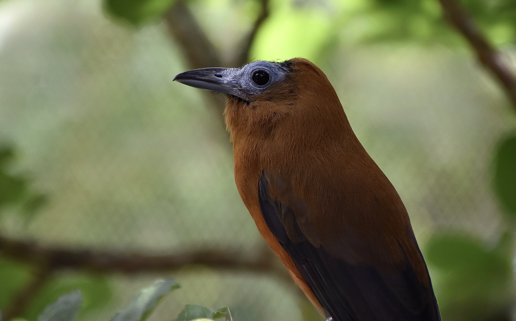 Capuchinbird (Perissocephalus tricolor)