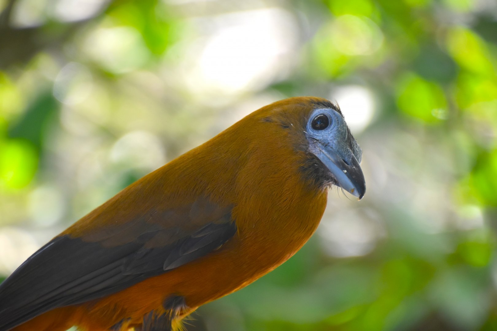 Capuchinbird, Perissocephalus tricolor