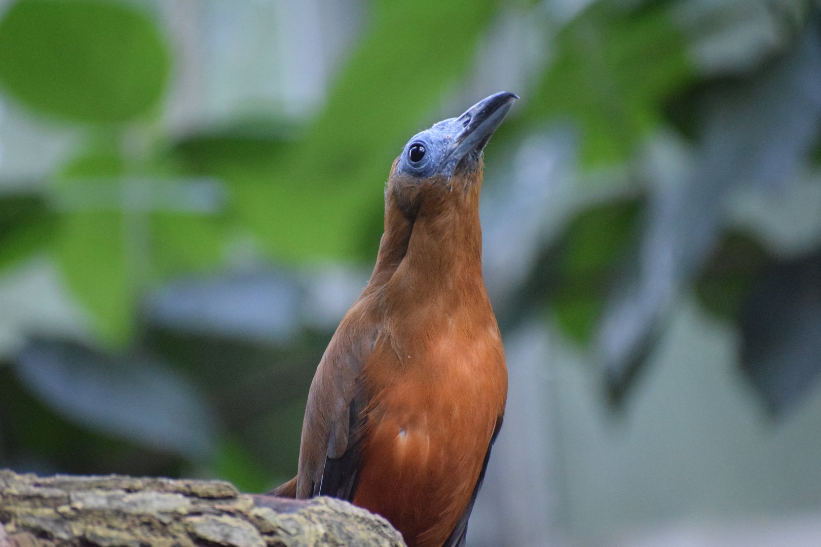 Capuchinbird - September 2023