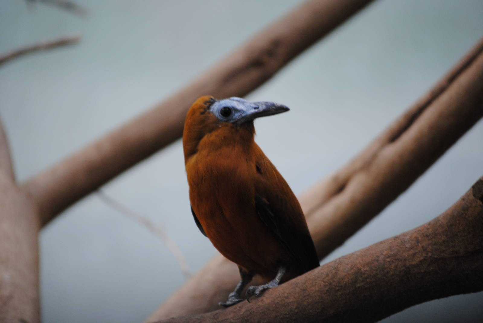 Capuchinbird