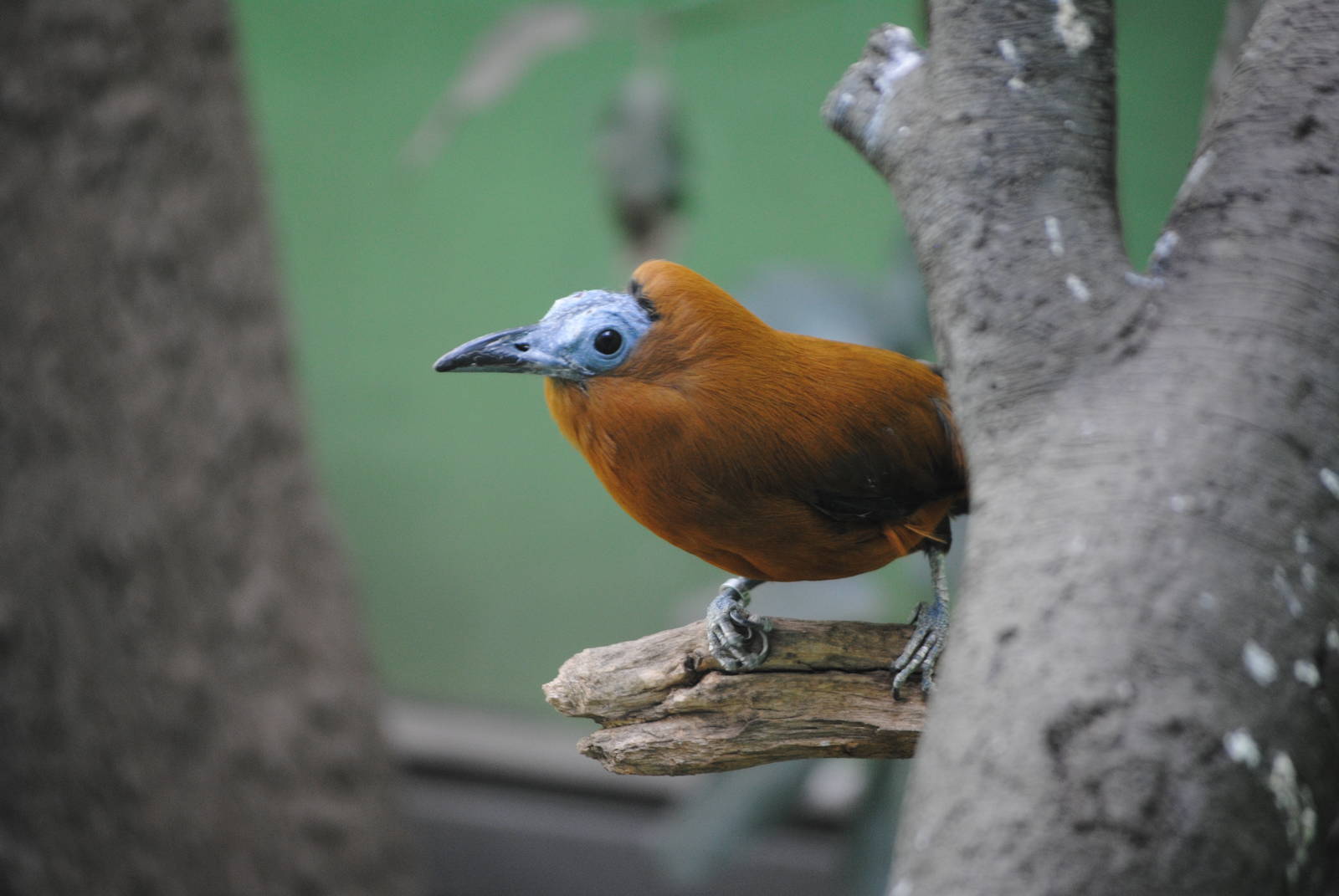 Capuchinbird