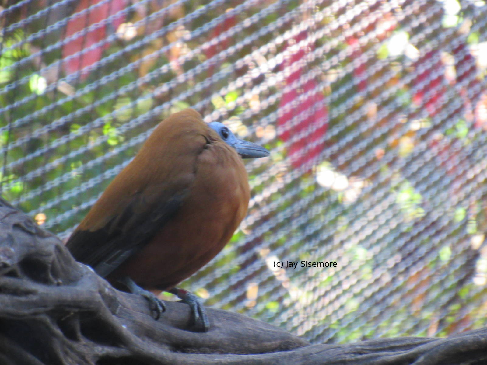 Capuchinbird