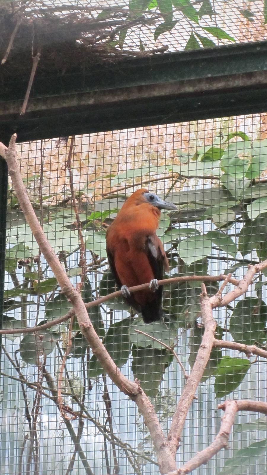 Capuchinbird