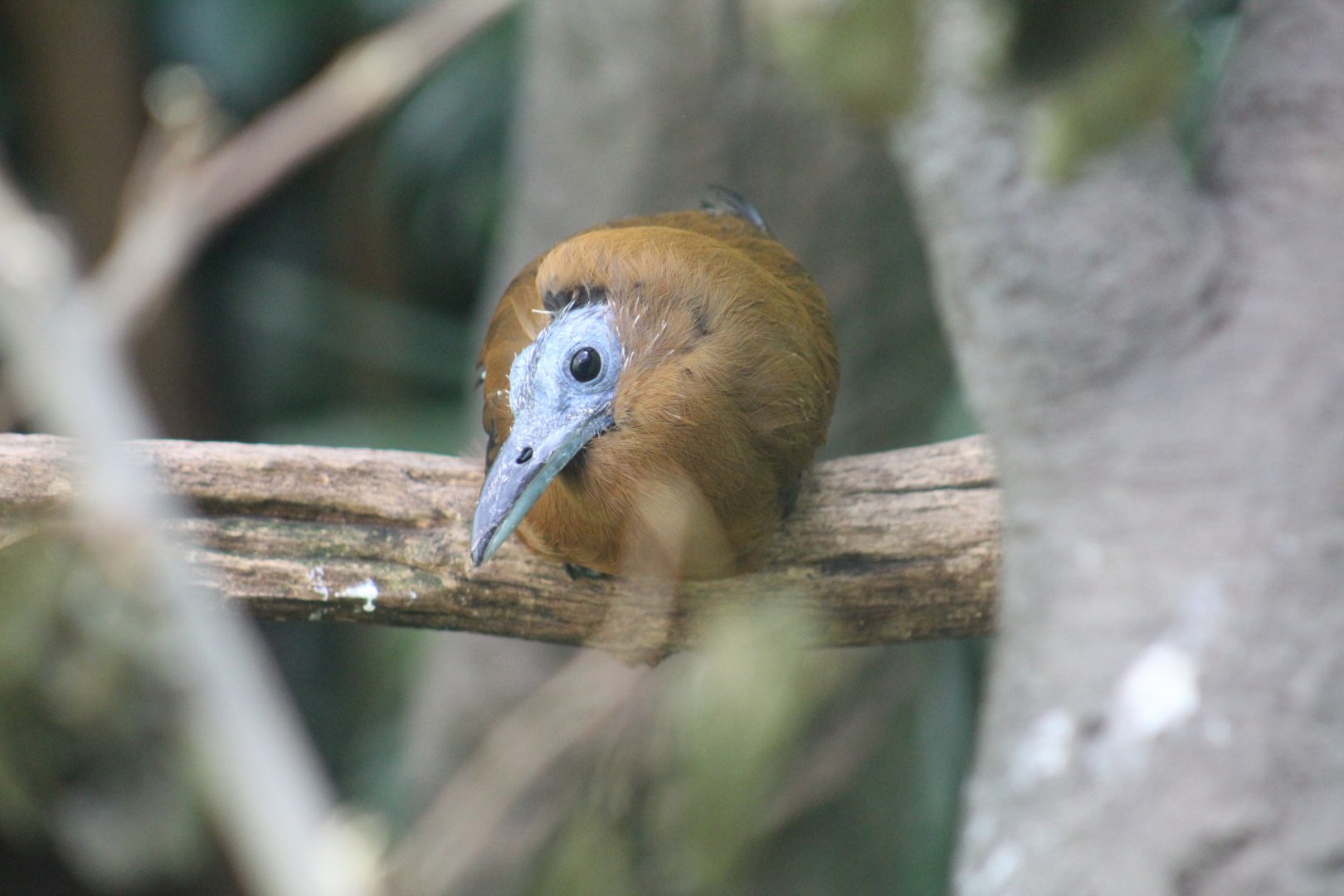 Capuchinbird