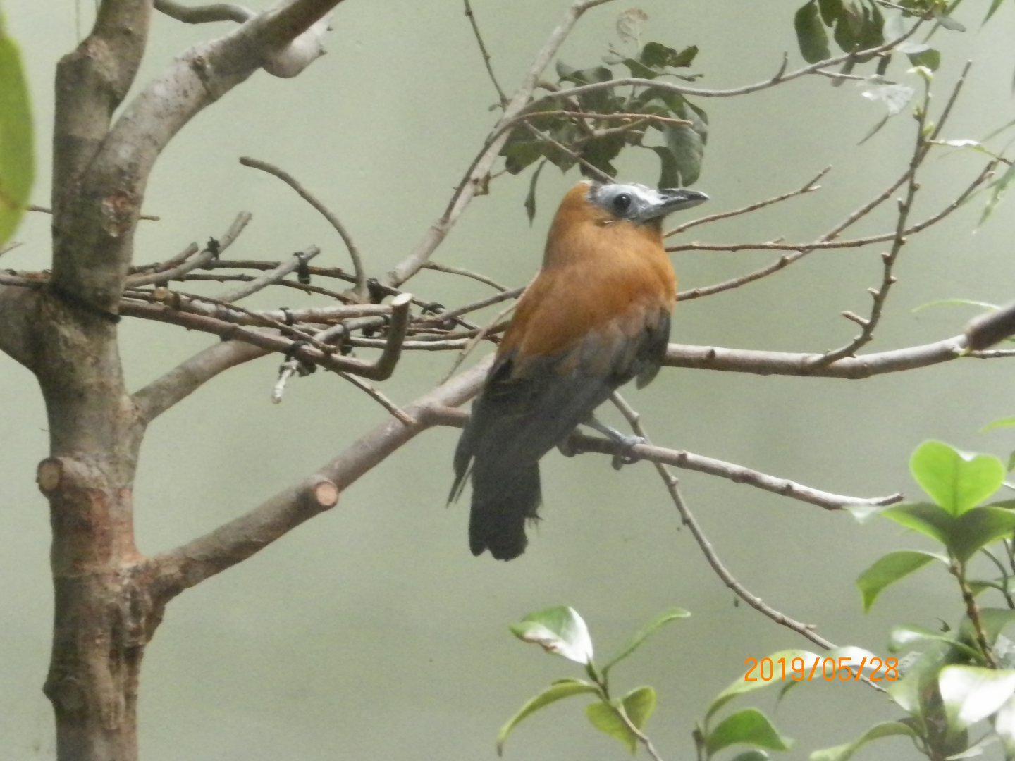 Capuchinbird