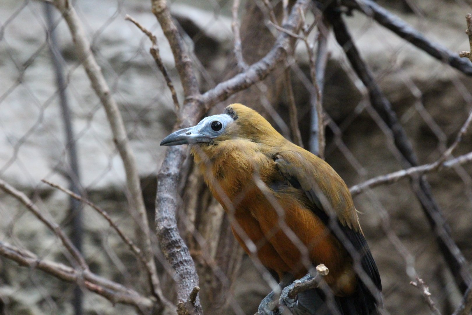 Capuchinbird