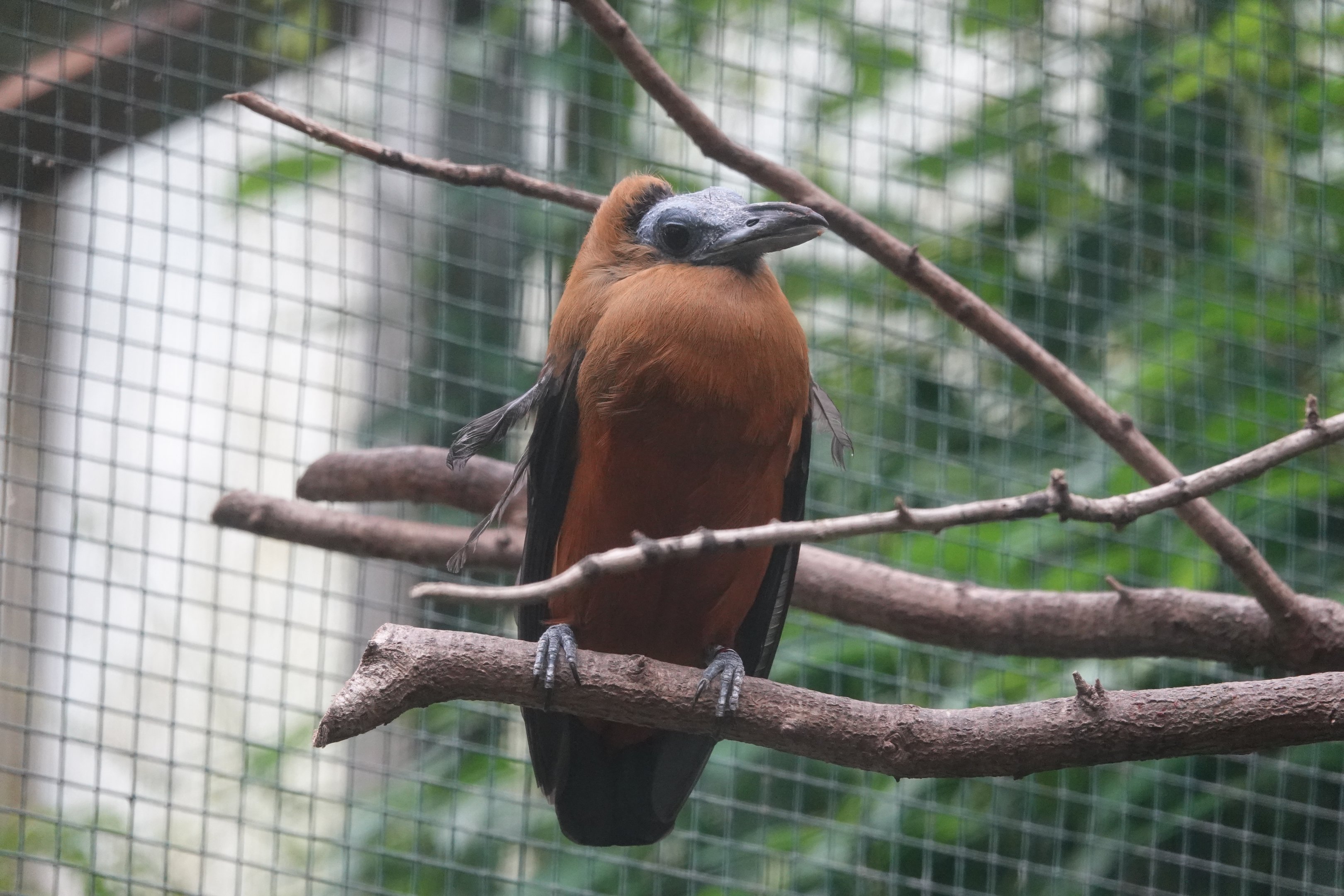 Capuchinbird