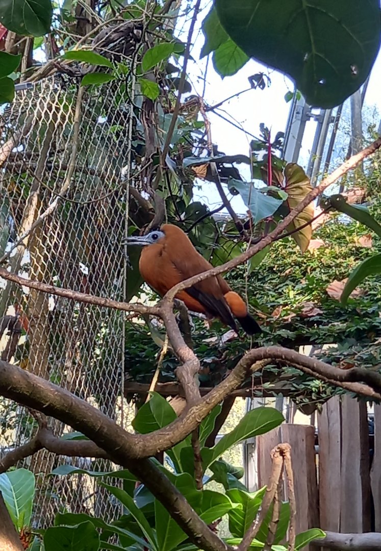 Capuchinbird