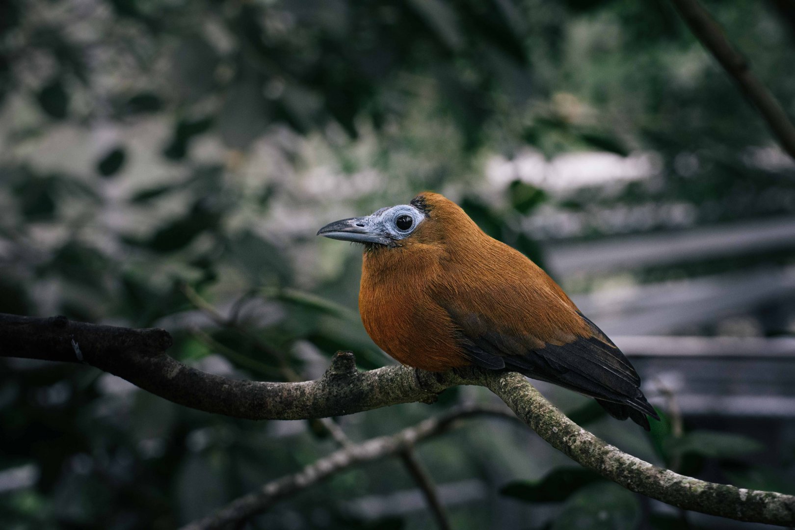 Capuchinbird