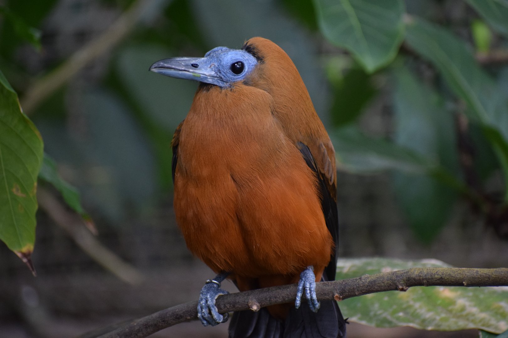 Capuchinbird
