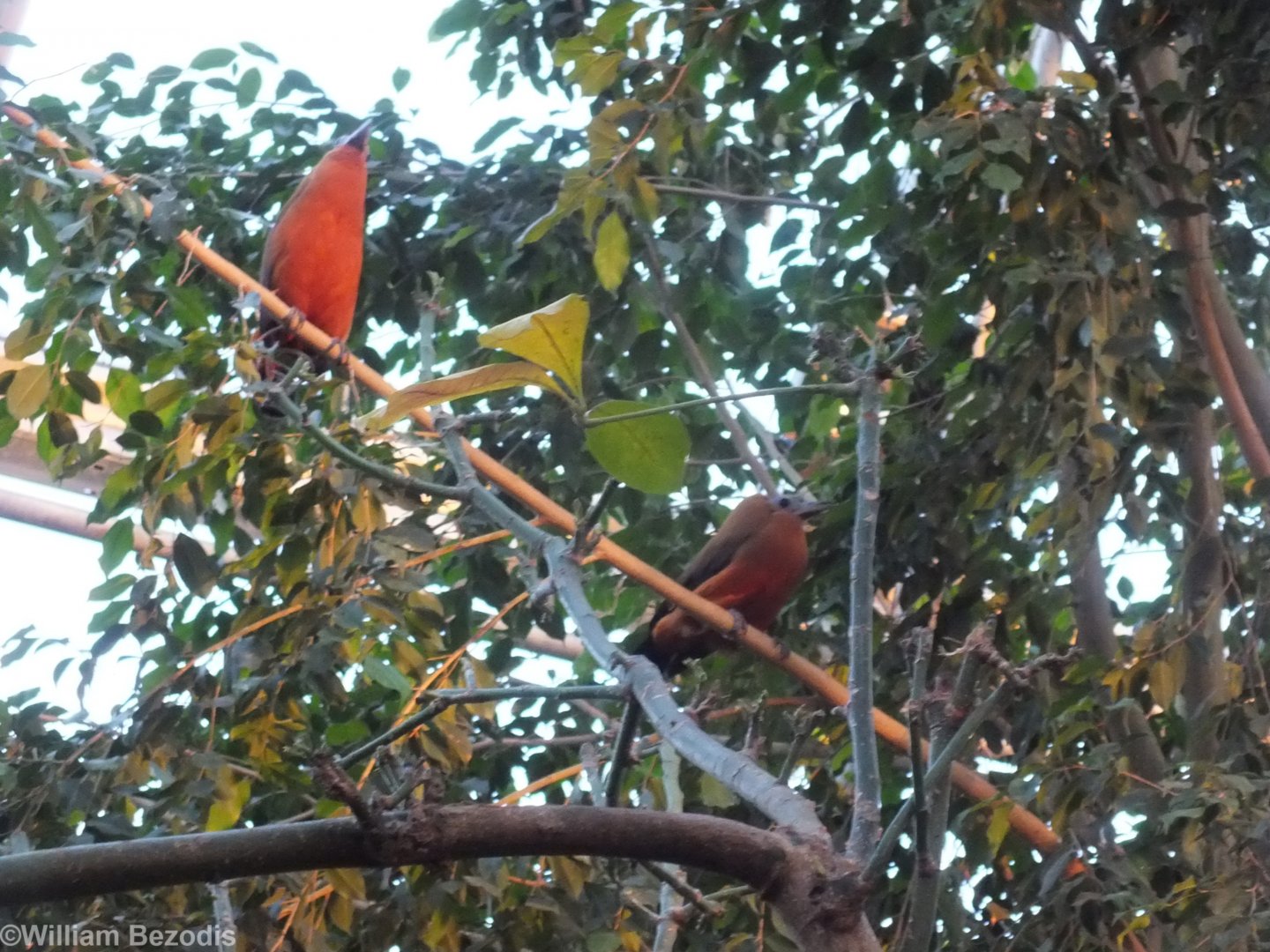 Capuchinbirds in the Tropical/Yucatan House