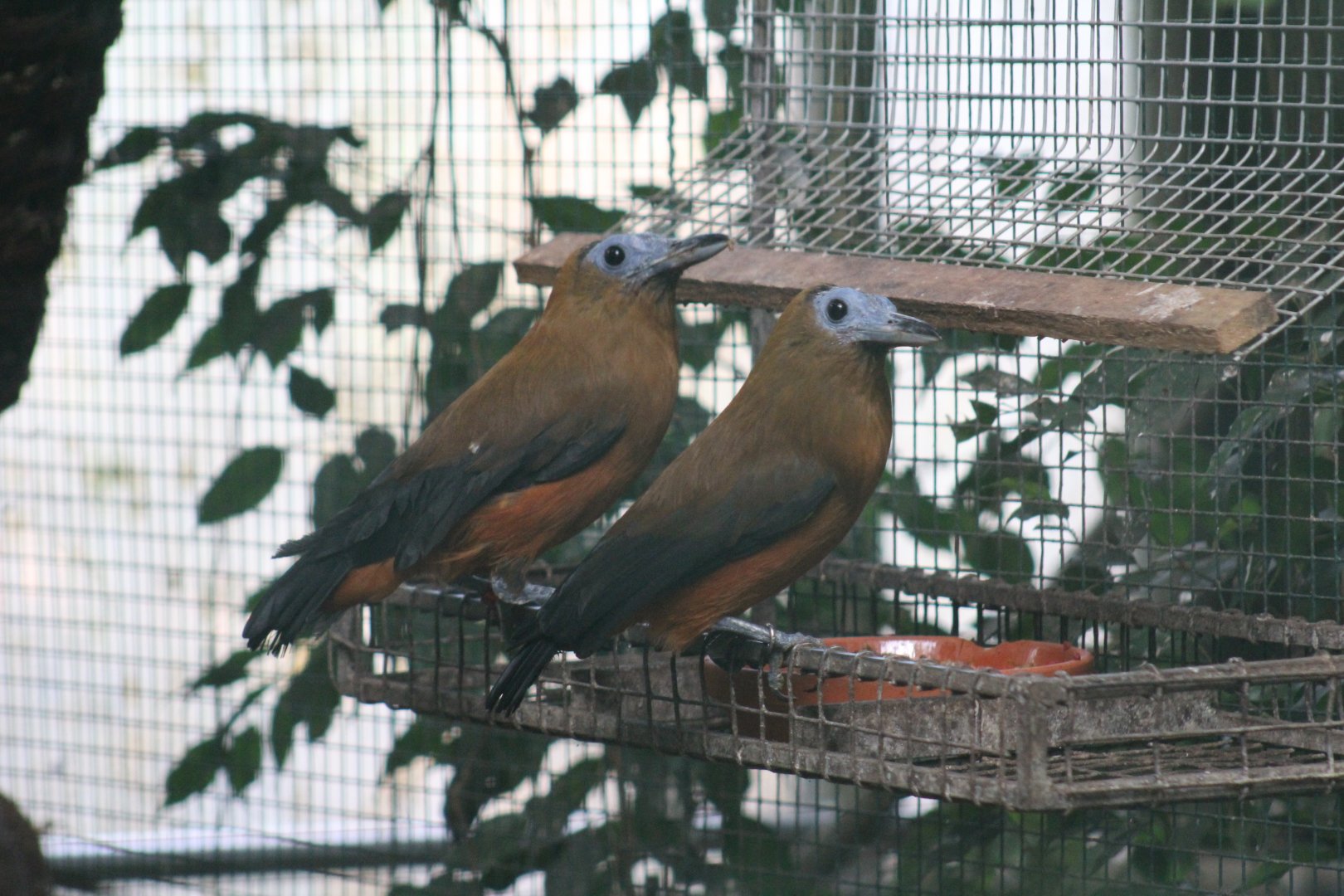 Capuchinbirds