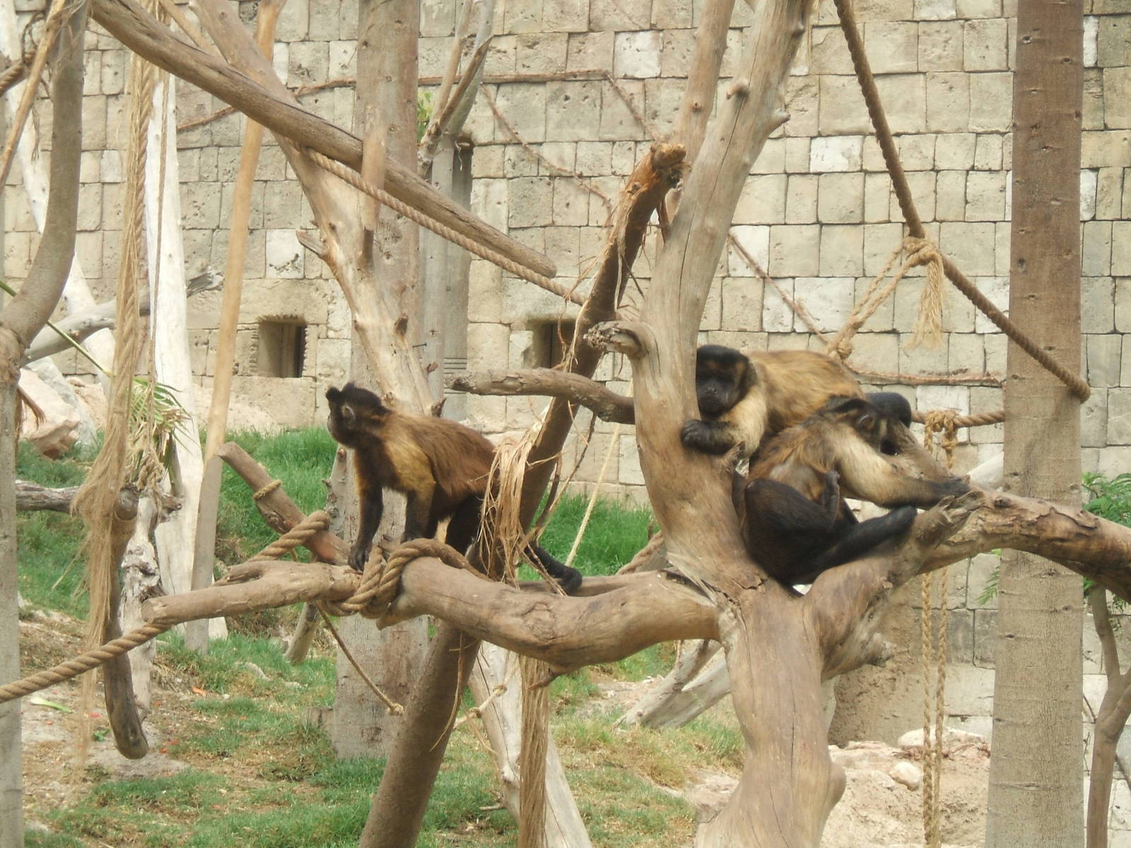 Capuchins at Terra Natura