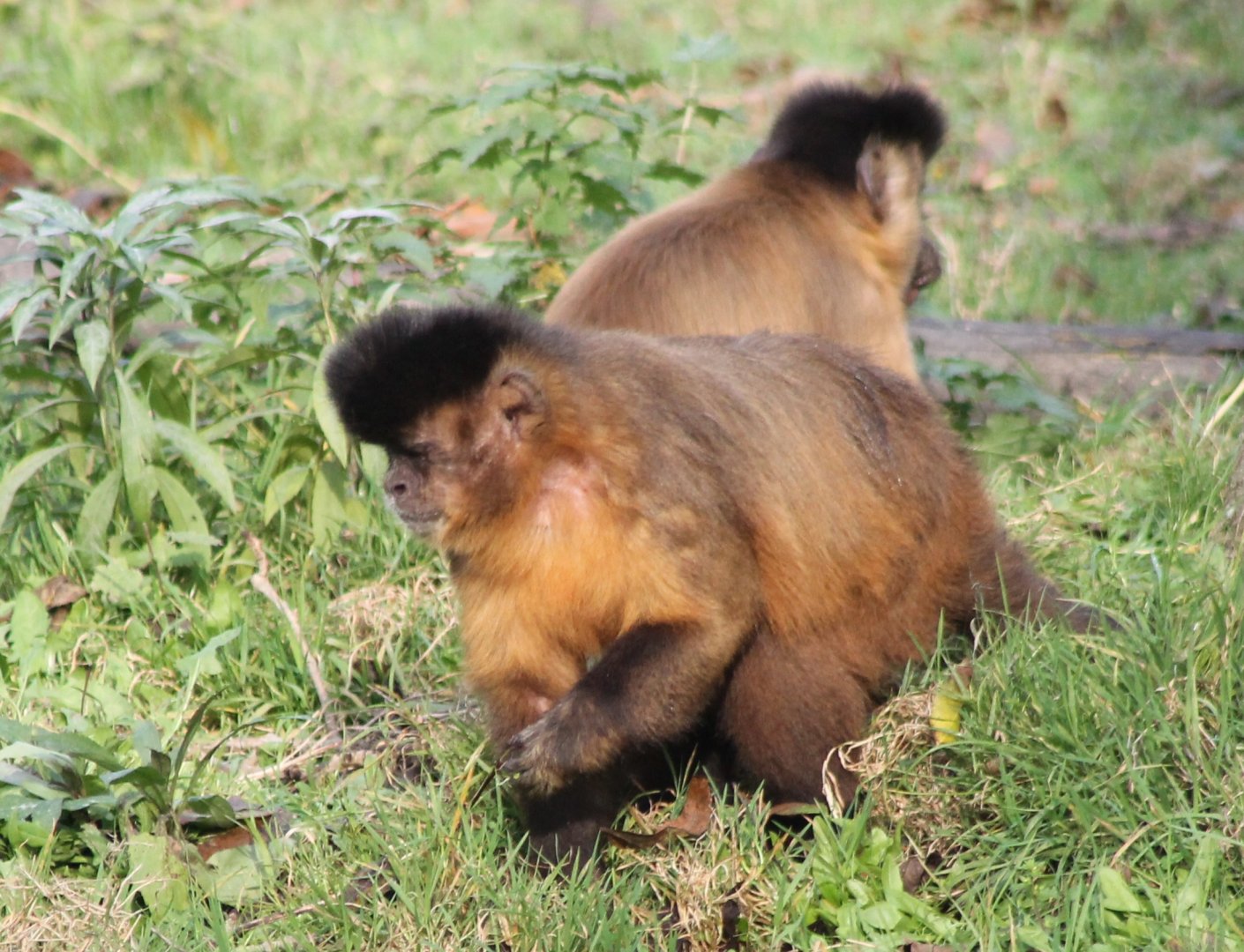 Capuchins ID
