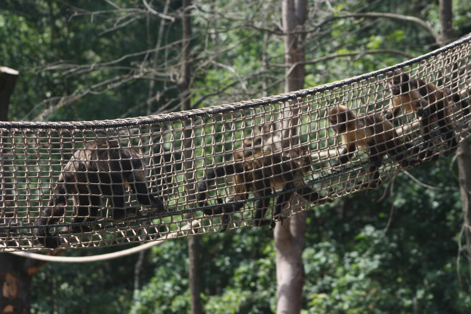 Capuchins in "De Grote Wildernis"