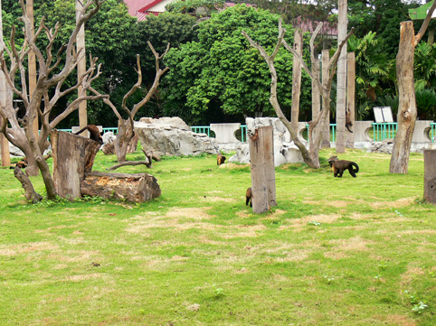 capuchins of Nanning Zoo