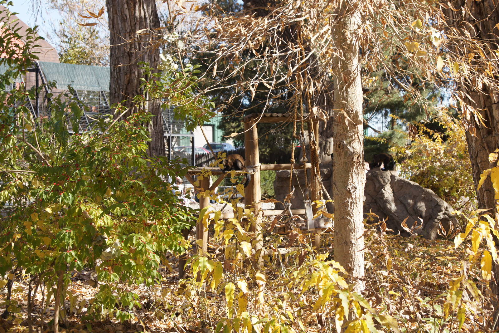 Capuchins on Monkey Island
