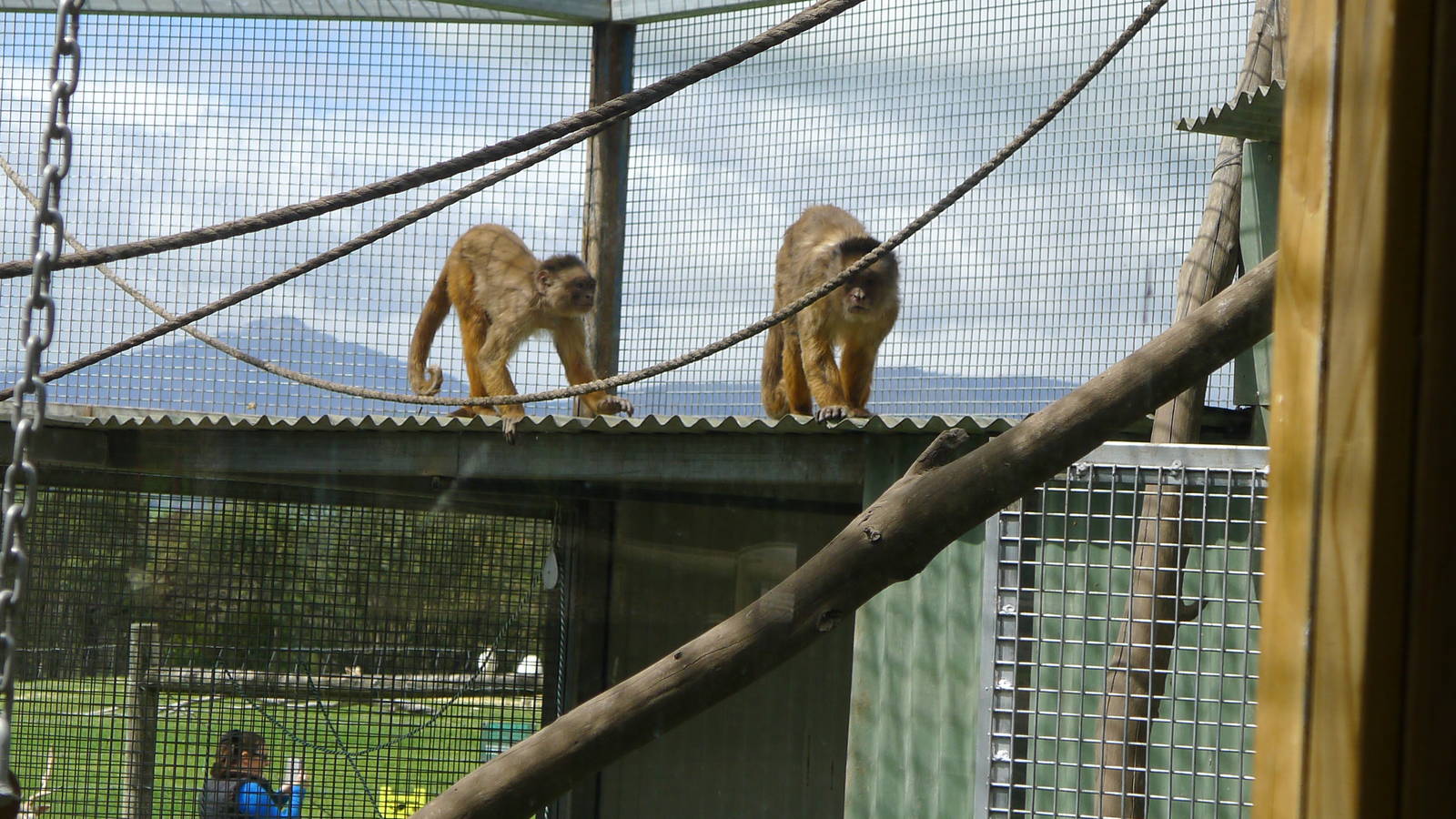Capuchins - white fronted?