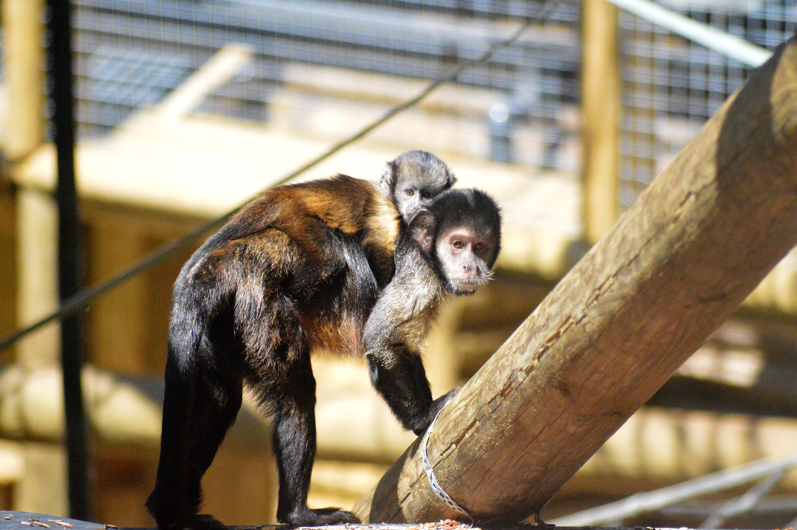 Capuchins